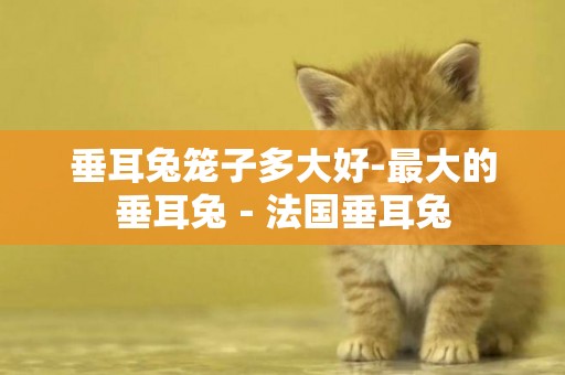 垂耳兔籠子多大好-最大的垂耳兔－法國垂耳兔