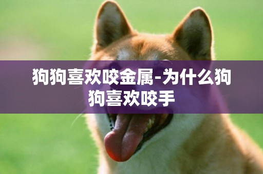 狗狗喜歡咬金屬-為什么狗狗喜歡咬手