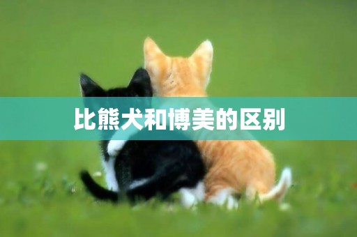 比熊犬和博美的區別
