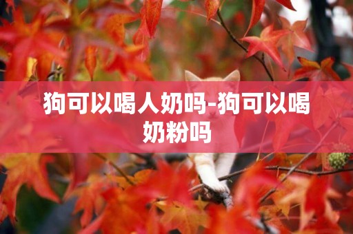 狗可以喝人奶嗎-狗可以喝奶粉嗎
