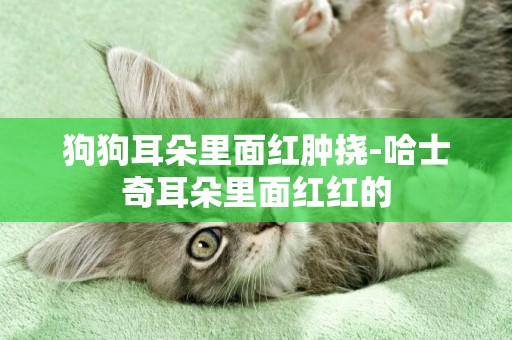狗狗耳朵里面紅腫撓-哈士奇耳朵里面紅紅的