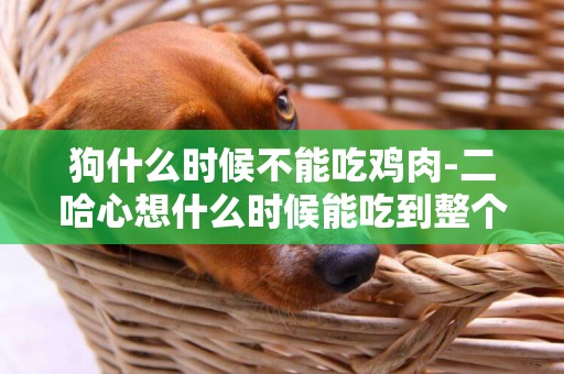 狗什么時候不能吃雞肉-二哈心想什么時候能吃到整個雞腿