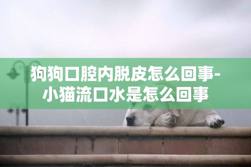 狗狗口腔內脫皮怎么回事-小貓流口水是怎么回事