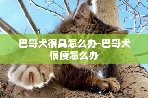 巴哥犬很臭怎么辦-巴哥犬很瘦怎么辦