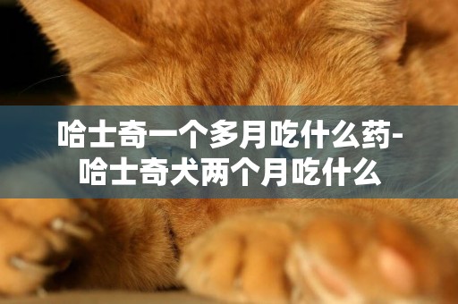 哈士奇一個多月吃什么藥-哈士奇犬兩個月吃什么