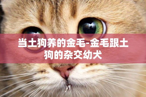 當土狗養的金毛-金毛跟土狗的雜交幼犬
