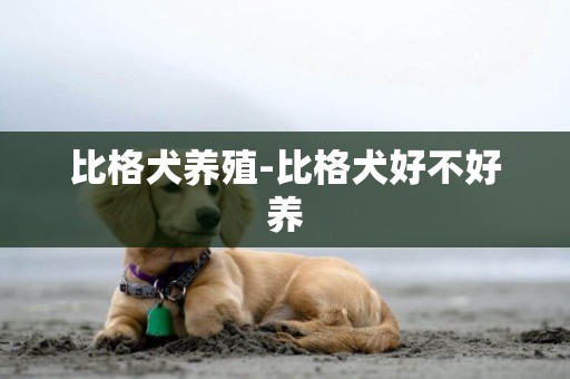 比格犬養殖-比格犬好不好養