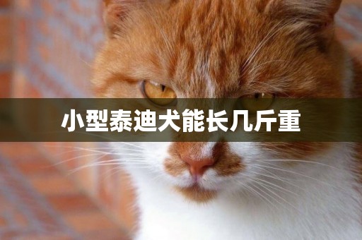 小型泰迪犬能長幾斤重
