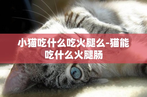 小貓吃什么吃火腿么-貓能吃什么火腿腸