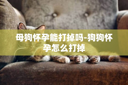 母狗懷孕能打掉嗎-狗狗懷孕怎么打掉