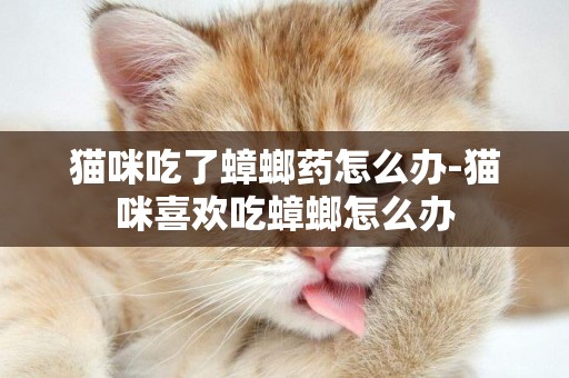貓咪吃了蟑螂藥怎么辦-貓咪喜歡吃蟑螂怎么辦