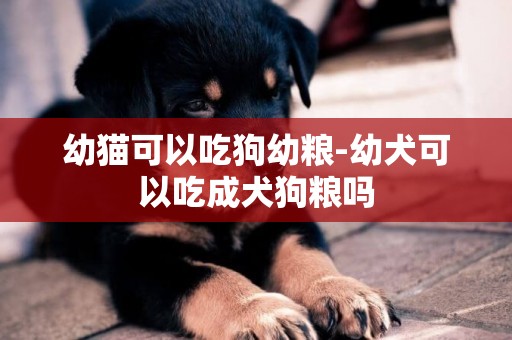 幼貓可以吃狗幼糧-幼犬可以吃成犬狗糧嗎