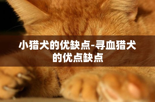 小獵犬的優缺點-尋血獵犬的優點缺點