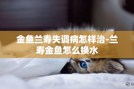 金魚蘭壽失調病怎樣治-蘭壽金魚怎么換水