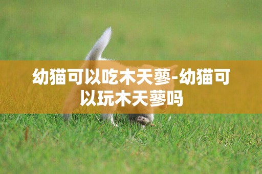 幼貓可以吃木天蓼-幼貓可以玩木天蓼嗎