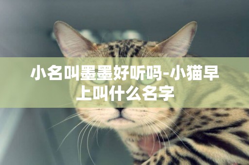 小名叫墨墨好聽嗎-小貓早上叫什么名字