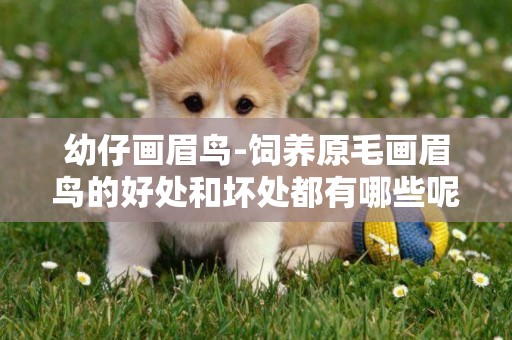 幼仔畫眉鳥-飼養原毛畫眉鳥的好處和壞處都有哪些呢