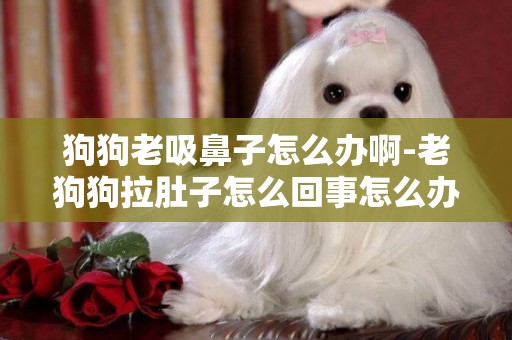 狗狗老吸鼻子怎么辦啊-老狗狗拉肚子怎么回事怎么辦啊