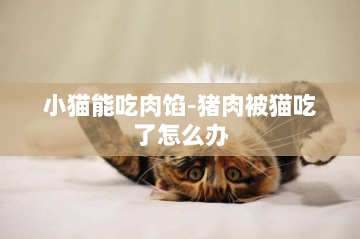 小貓能吃肉餡-豬肉被貓吃了怎么辦
