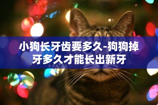 小狗長牙齒要多久-狗狗掉牙多久才能長出新牙