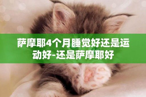 薩摩耶4個月睡覺好還是運動好-還是薩摩耶好