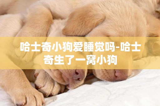 哈士奇小狗愛睡覺嗎-哈士奇生了一窩小狗