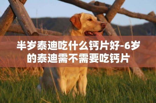 半歲泰迪吃什么鈣片好-6歲的泰迪需不需要吃鈣片
