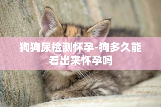 狗狗尿檢測懷孕-狗多久能看出來懷孕嗎