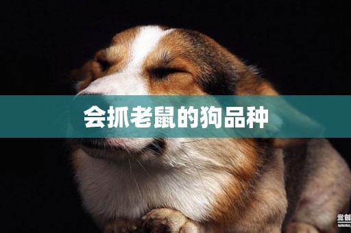 會抓老鼠的狗品種