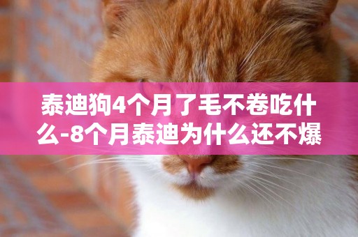 泰迪狗4個月了毛不卷吃什么-8個月泰迪為什么還不爆毛