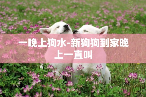 一晚上狗水-新狗狗到家晚上一直叫