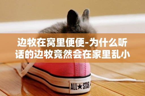 邊牧在窩里便便-為什么聽話的邊牧竟然會在家里亂小便