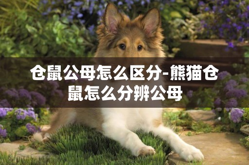 倉鼠公母怎么區分-熊貓倉鼠怎么分辨公母