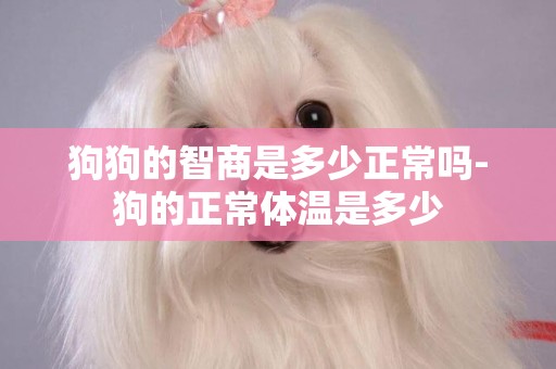 狗狗的智商是多少正常嗎-狗的正常體溫是多少