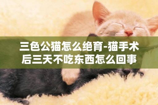 三色公貓怎么絕育-貓手術后三天不吃東西怎么回事