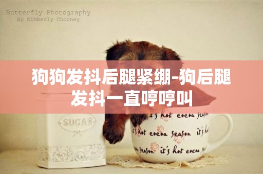 狗狗發抖后腿緊繃-狗后腿發抖一直哼哼叫