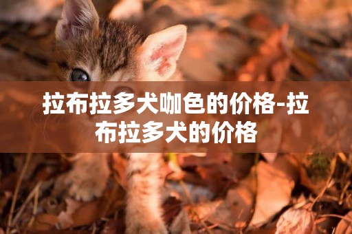 拉布拉多犬咖色的價格-拉布拉多犬的價格