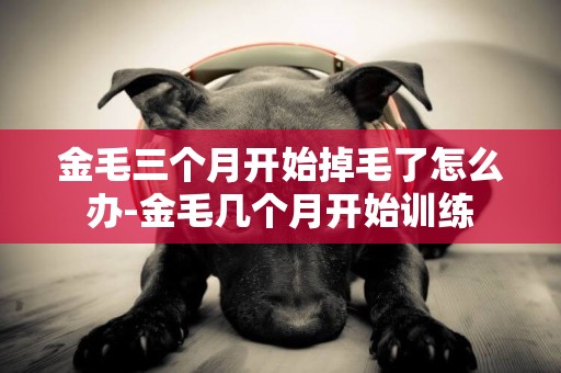 金毛三個月開始掉毛了怎么辦-金毛幾個月開始訓練