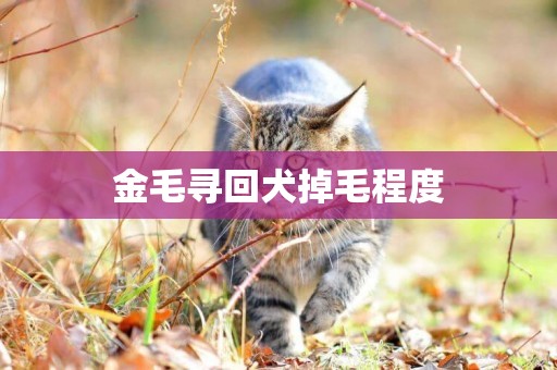 金毛尋回犬掉毛程度