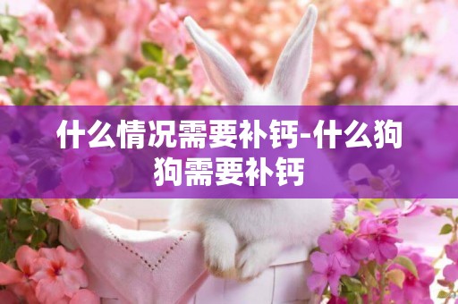 什么情況需要補鈣-什么狗狗需要補鈣