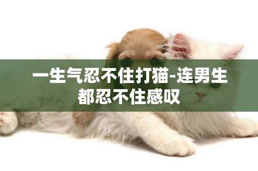 一生氣忍不住打貓-連男生都忍不住感嘆