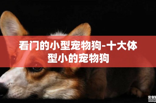 看門的小型寵物狗-十大體型小的寵物狗