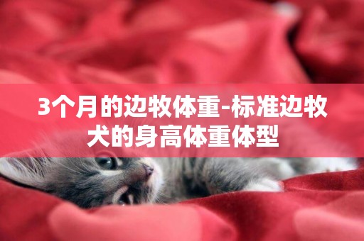 3個月的邊牧體重-標準邊牧犬的身高體重體型