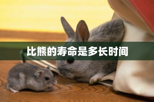 比熊的壽命是多長時間