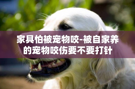 家具怕被寵物咬-被自家養的寵物咬傷要不要打針
