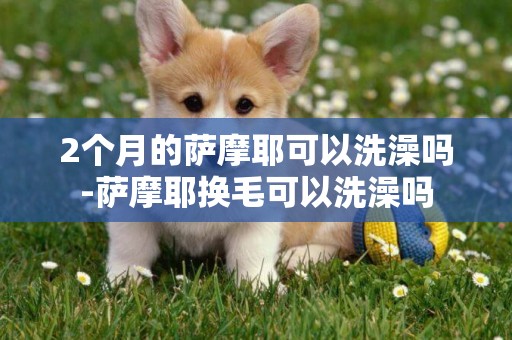 2個月的薩摩耶可以洗澡嗎-薩摩耶換毛可以洗澡嗎