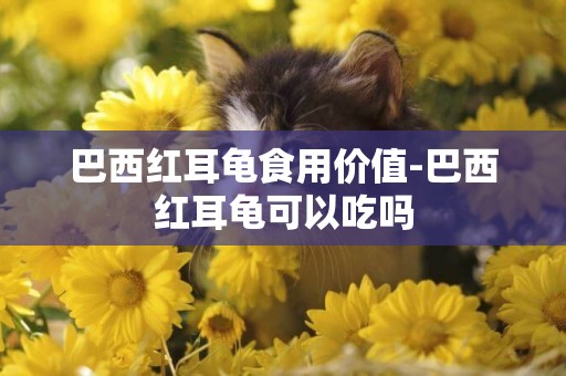 巴西紅耳龜食用價值-巴西紅耳龜可以吃嗎