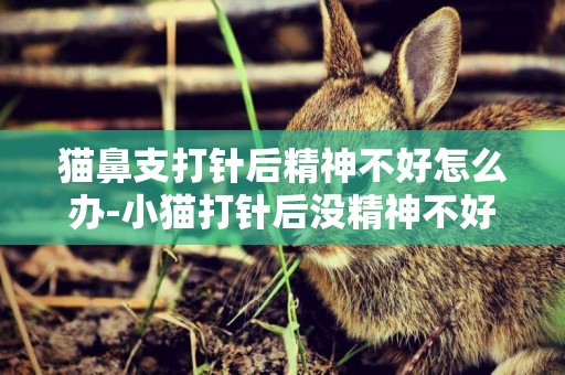 貓鼻支打針后精神不好怎么辦-小貓打針后沒精神不好怎么辦