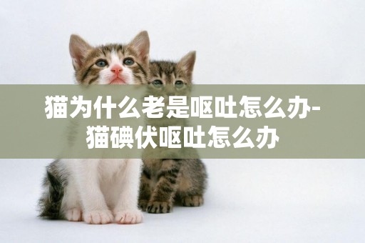 貓為什么老是嘔吐怎么辦-貓碘伏嘔吐怎么辦