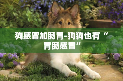 狗感冒加腸胃-狗狗也有“胃腸感冒”